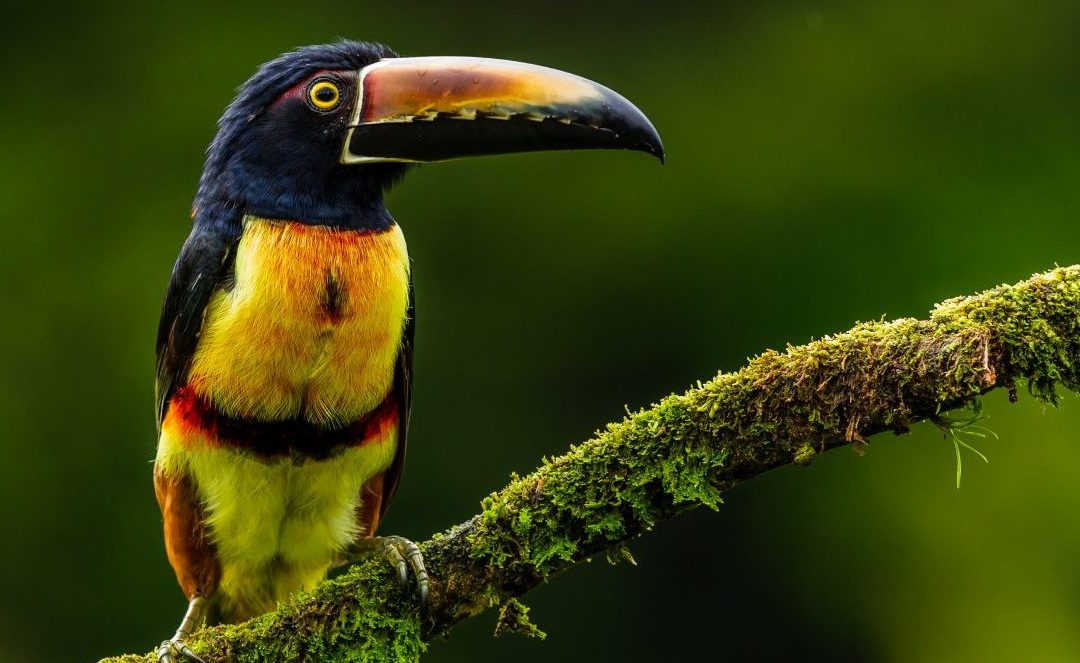 Costa Rica